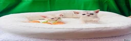Abyssinian cats for sale: 🌟 CHAMPION LINES SILVER BLACK & SILVER CINNAMON  - Advert 12