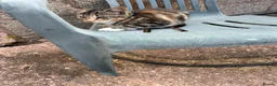 Mixed Breed cats for sale: 4 Kittens for sale  - Advert 6
