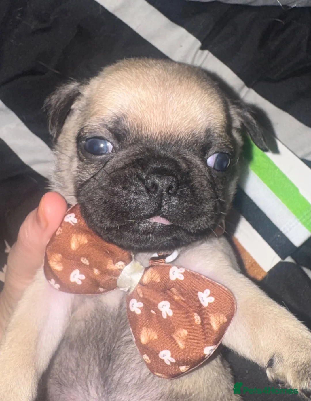 Pug dogs for sale: chunky pug puppies - Advert 1