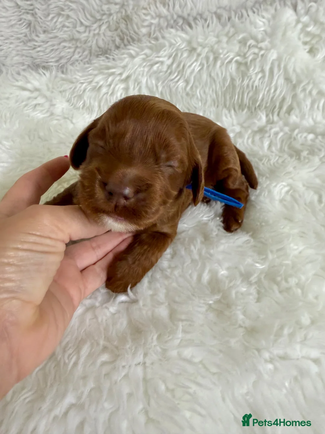 Mini Goldendoodle dogs for sale: Top quality, health tested multi gen DoubleDoodles - Advert 29