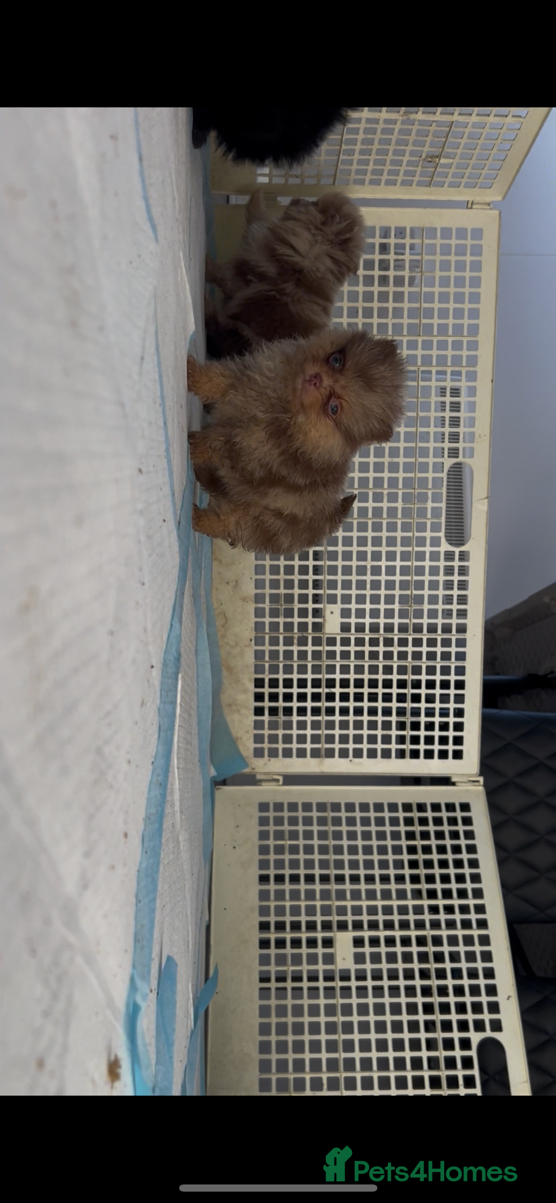 Pomeranian dogs for sale: Pomeranian puppies - Advert 4