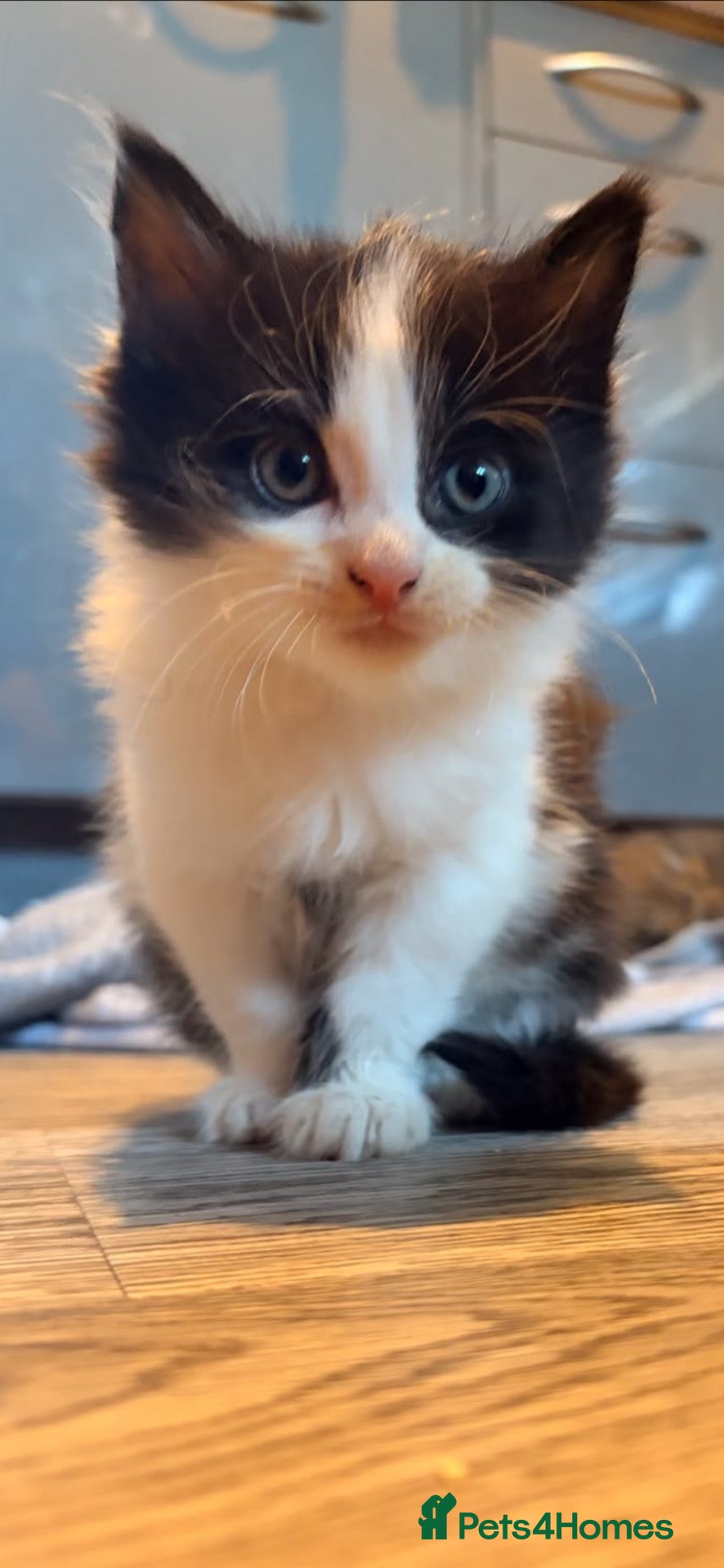British Longhair cats Fluffy Kittens  - Advert 5