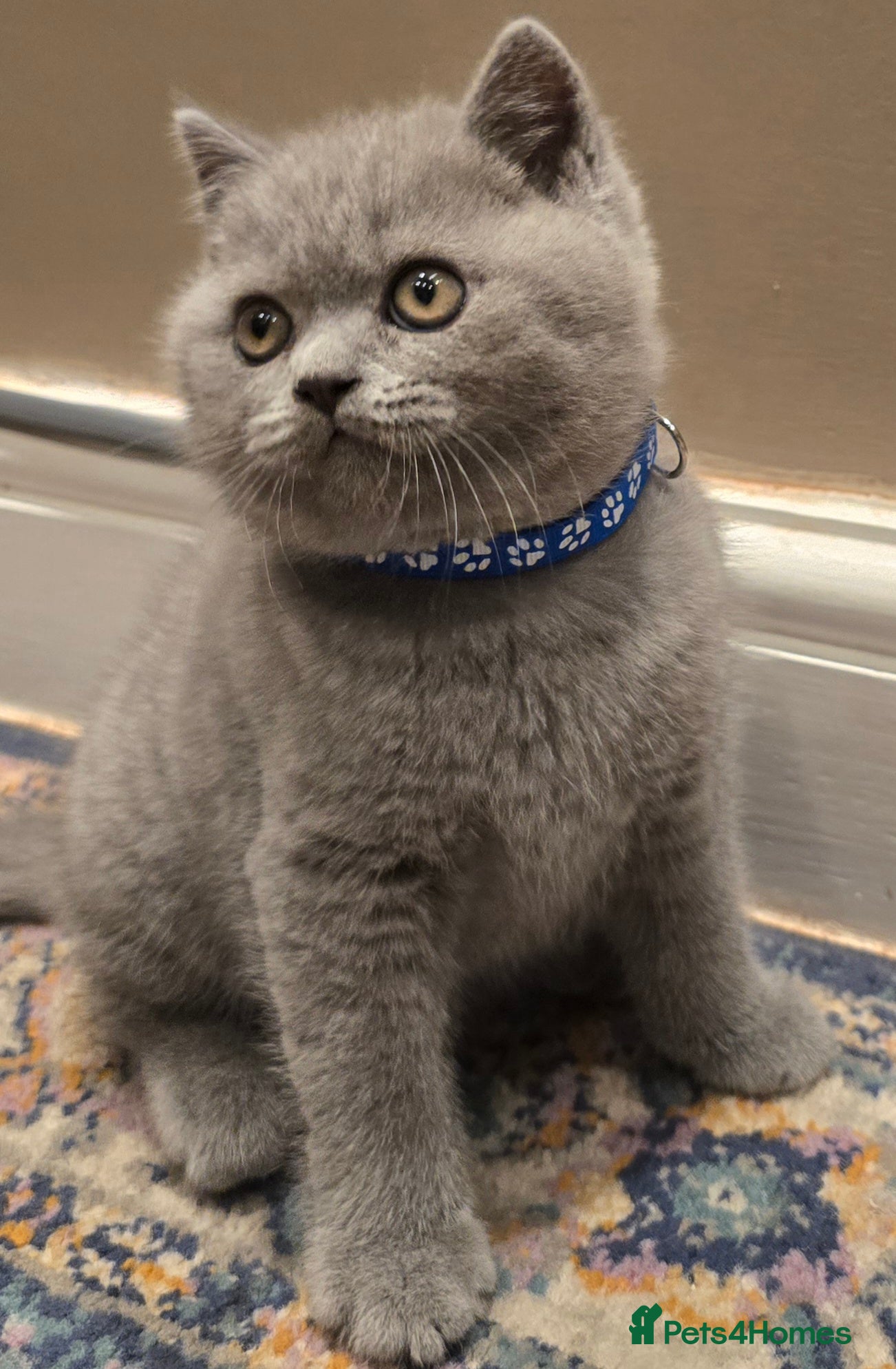 British Shorthair cats Gorgeous cute British Short Hair Kittens - Advert 8