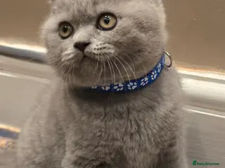 British Shorthair cats Gorgeous cute British Short Hair Kittens - Advert 8