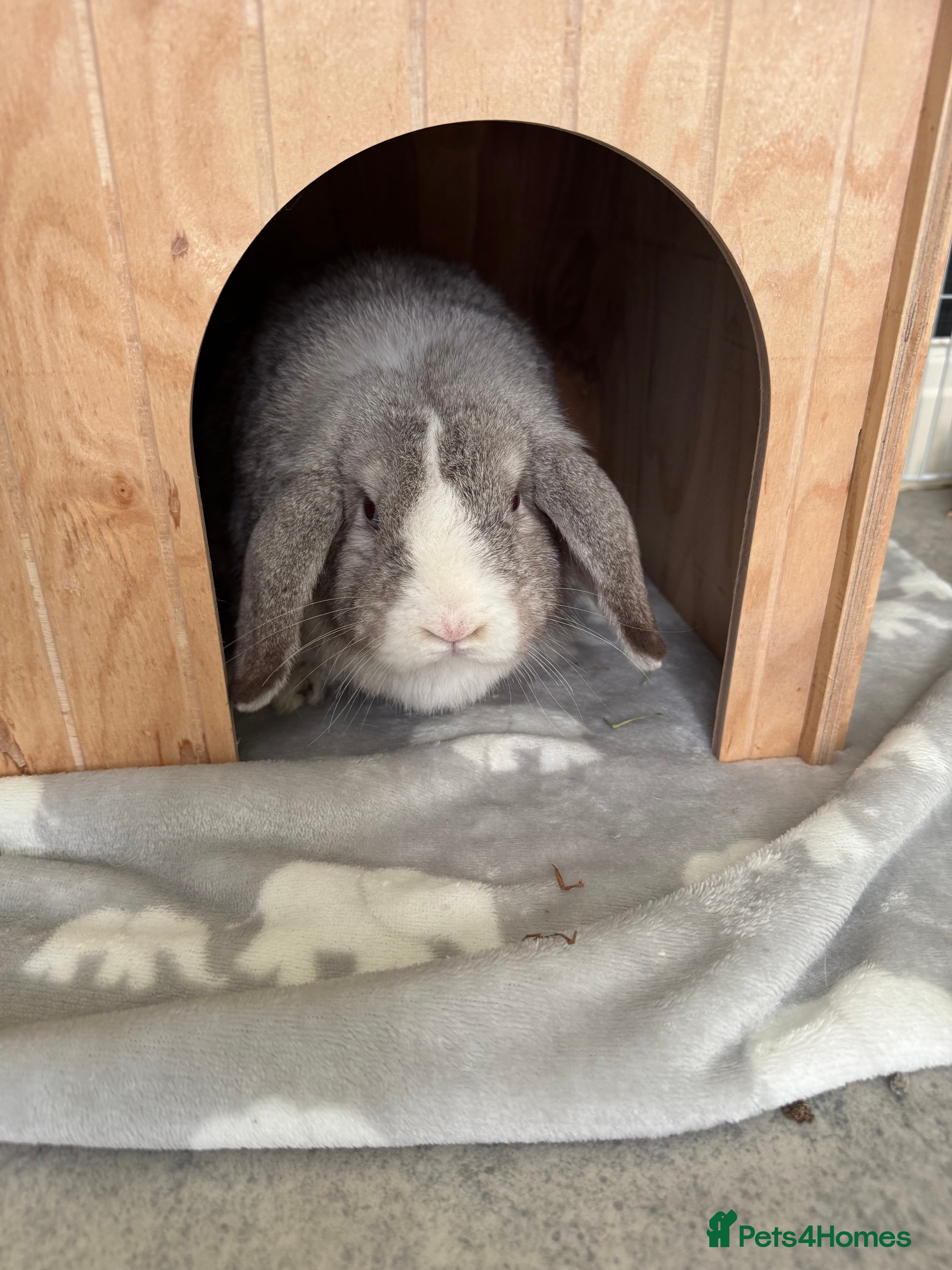 Mini Lop rabbits 2 mini lops - Advert 1