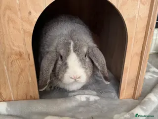 Mini Lop rabbits 2 mini lops - Advert 1