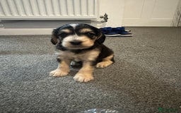 Cockapoo dogs for sale: Cockapoo puppies  - Image 15