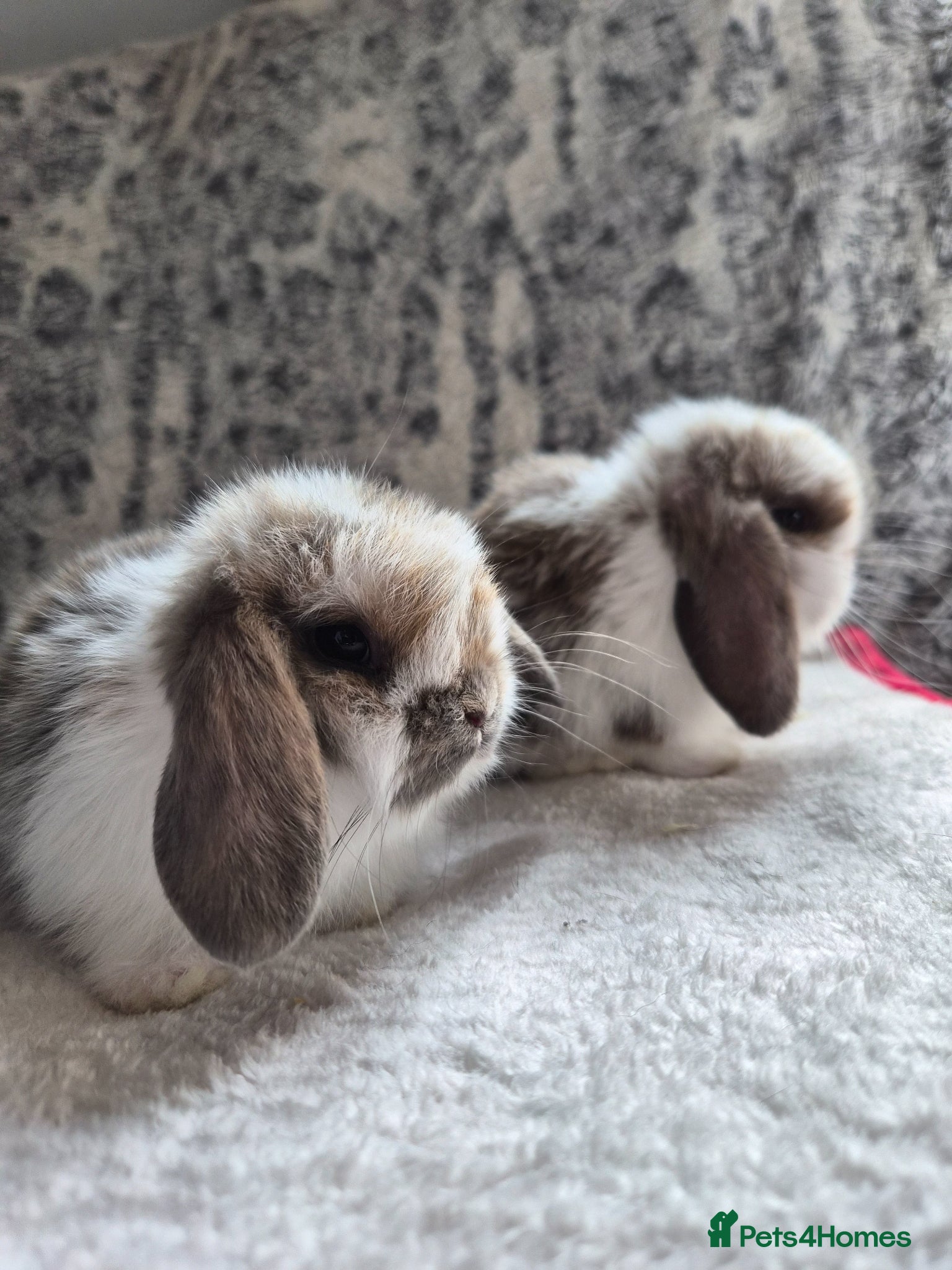 Mini Lop rabbits Two Beautiful Blue Tri Baby available  - Advert 17