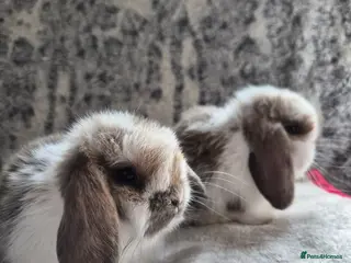 Mini Lop rabbits Two Beautiful Blue Tri Baby available - Advert 12