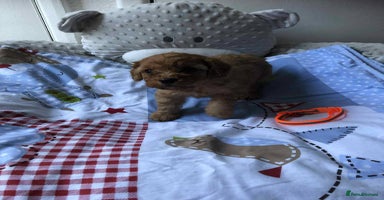 Cavapoo dogs - Advert 7