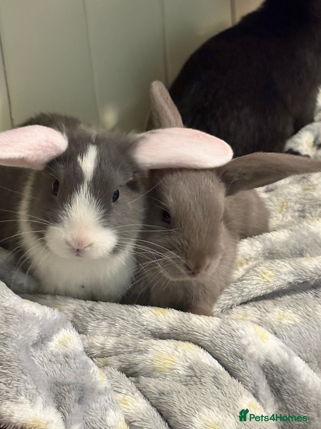 Mini Lop rabbits for sale: Vaccinated/raised indoors, mini lops and lion lop  - Advert 20
