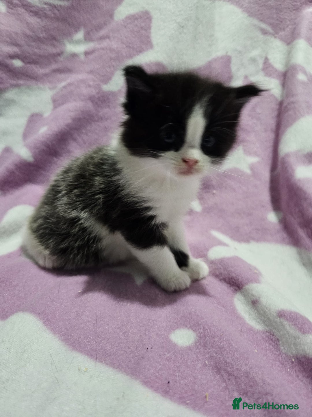 Maine Coon cats for sale: 4 stunning kittens  - Advert 3