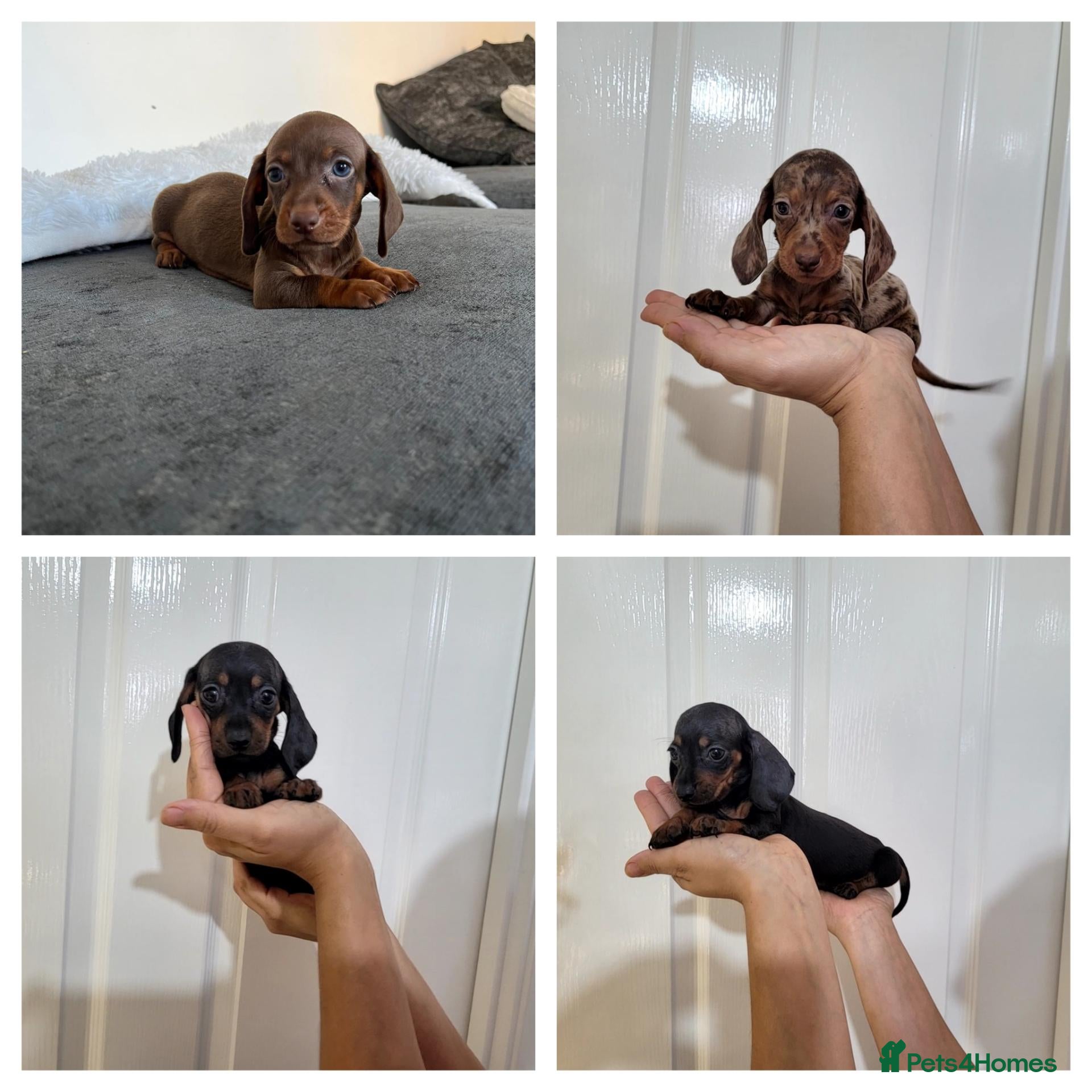 Miniature Dachshund dogs Beautiful Miniature Dachshund Puppies - Advert 1