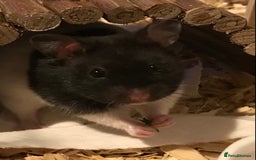 Hamster rodents for sale: Male Syrian hamster and enclosure for sale ! 🐹 - Image 7