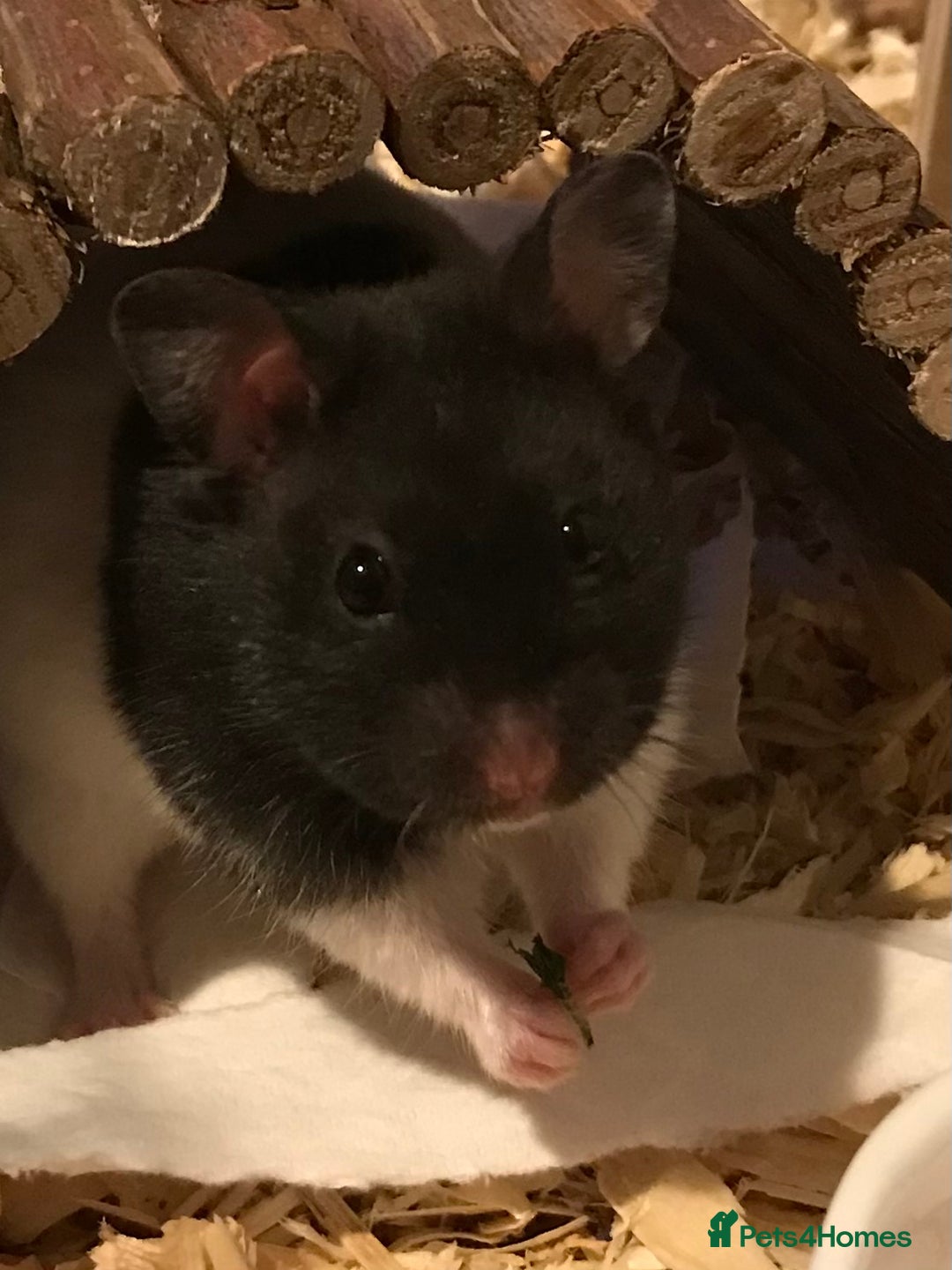 Hamster rodents for sale: Male Syrian hamster and enclosure for sale ! 🐹 - Image 7