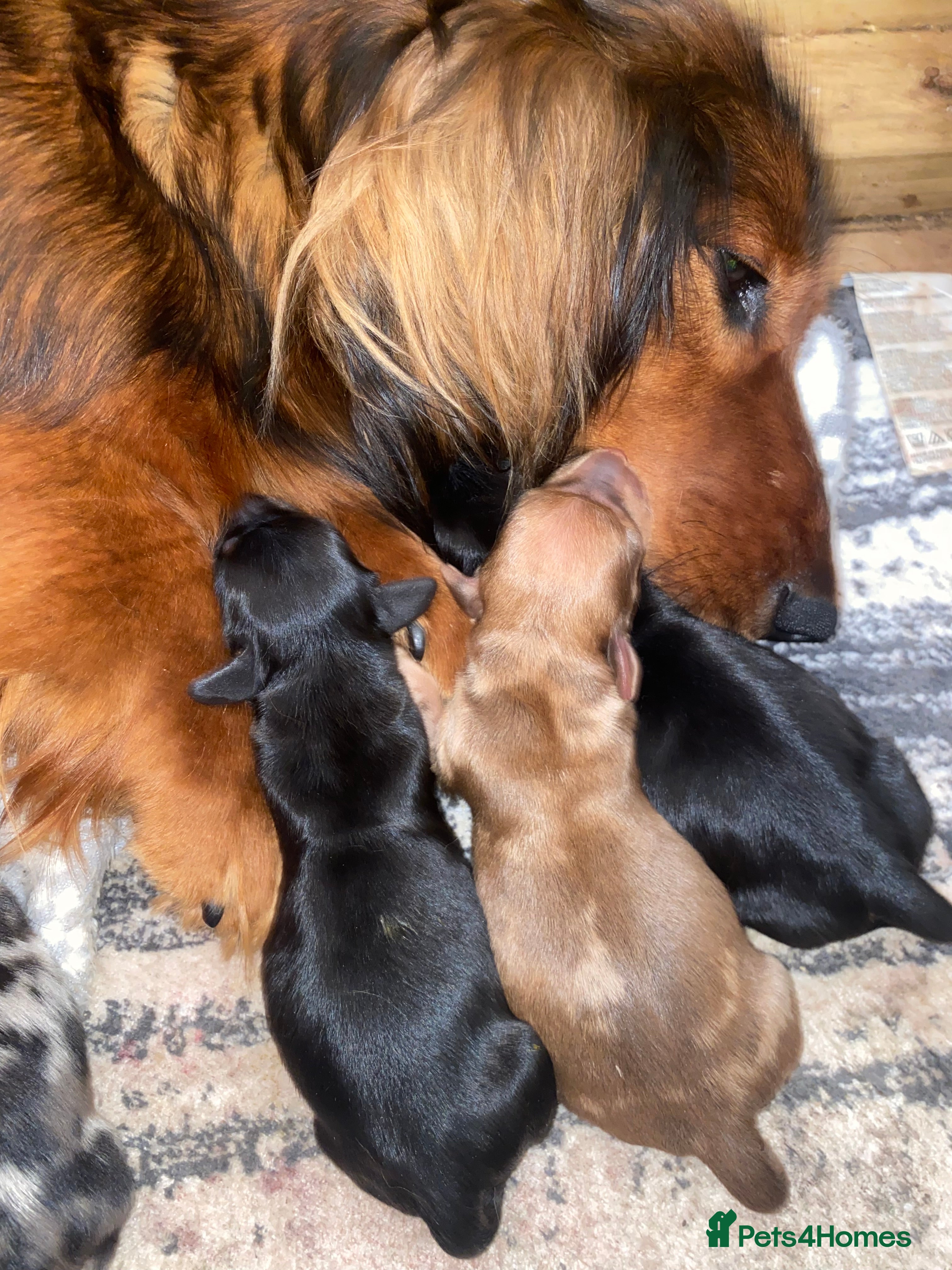 Dachshund dogs Last beautiful dachshund boy!!!!!! - Advert 6