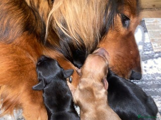 Dachshund dogs 2 Beautiful dachshunds left!!! - Advert 1