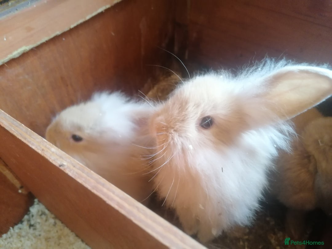 Mini Lion Lop rabbits for sale: 2 male Lion head lop bunnies for sale - Image 5