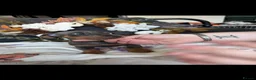 Miniature Dachshund dogs for sale: 🐾🤎✨ Miniature Dachshunds puppies ✨🤎🐾  - Advert 4