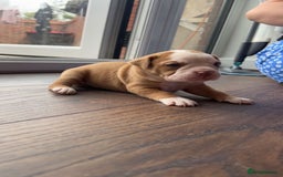 Alapaha Blue Blood Bulldog dogs for sale: IABBR registered Alapaha Blue Blood Bulldogs - Image 16