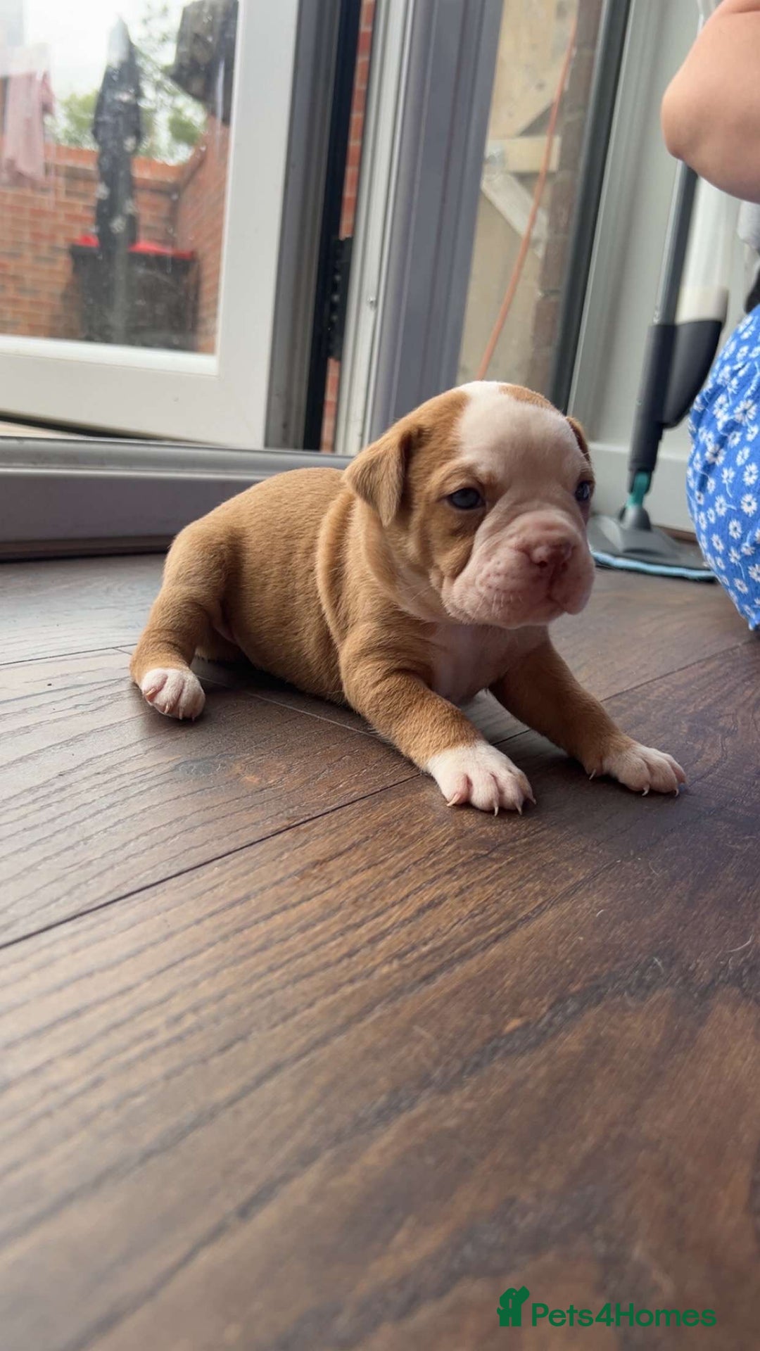 Alapaha Blue Blood Bulldog dogs for sale: IABBR registered Alapaha Blue Blood Bulldogs - Image 16