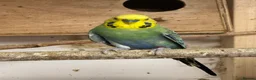 Budgerigars birds for sale: Rainbow male budgies  - Advert 3