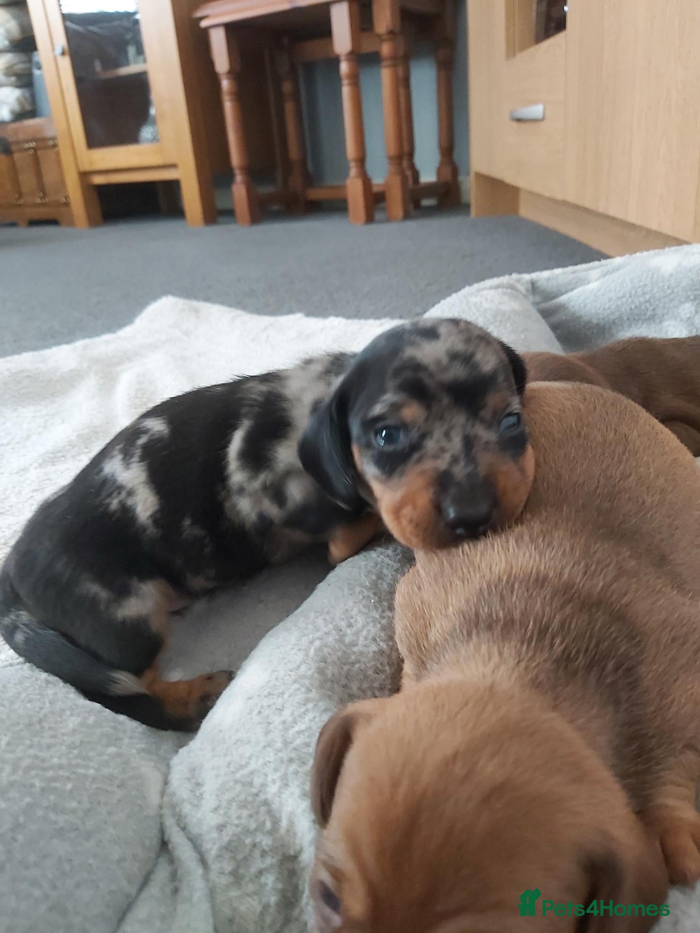 Miniature Dachshund dogs for sale: miniature dachshund  - Advert 22