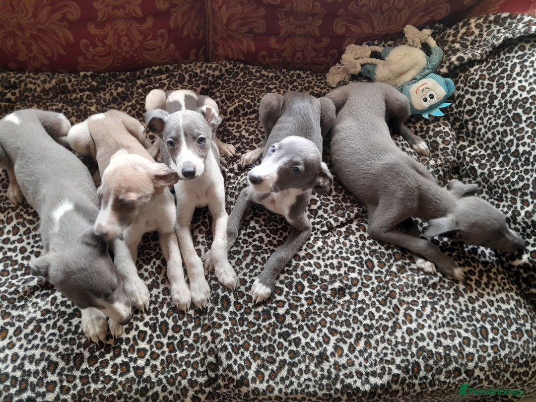 Breed Whippet Grey Puppy Italian Greyhound Blue Heeler (Whippet