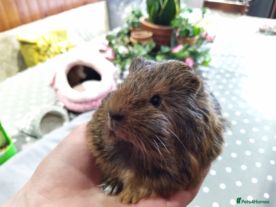 Guinea Pig rodents for sale: Five gorgeous male guinea pigs different breeds in Milnthorpe - Image 6