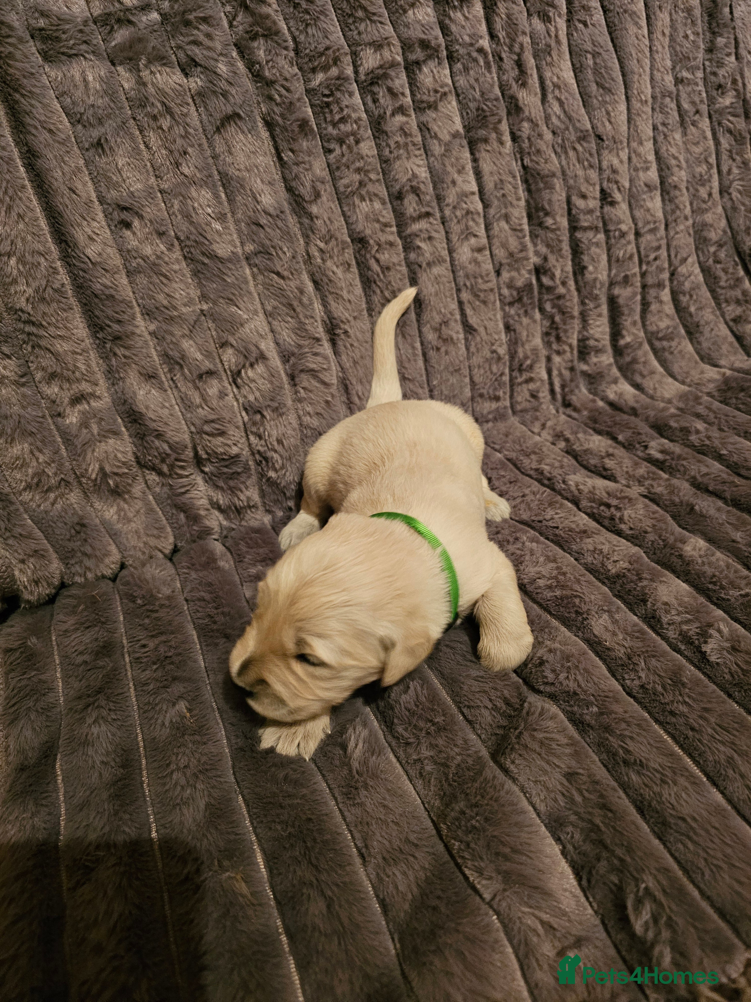 Golden Retriever dogs Golden Retriever puppys in Harrow London  - Advert 2