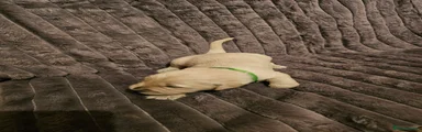 Golden Retriever 12