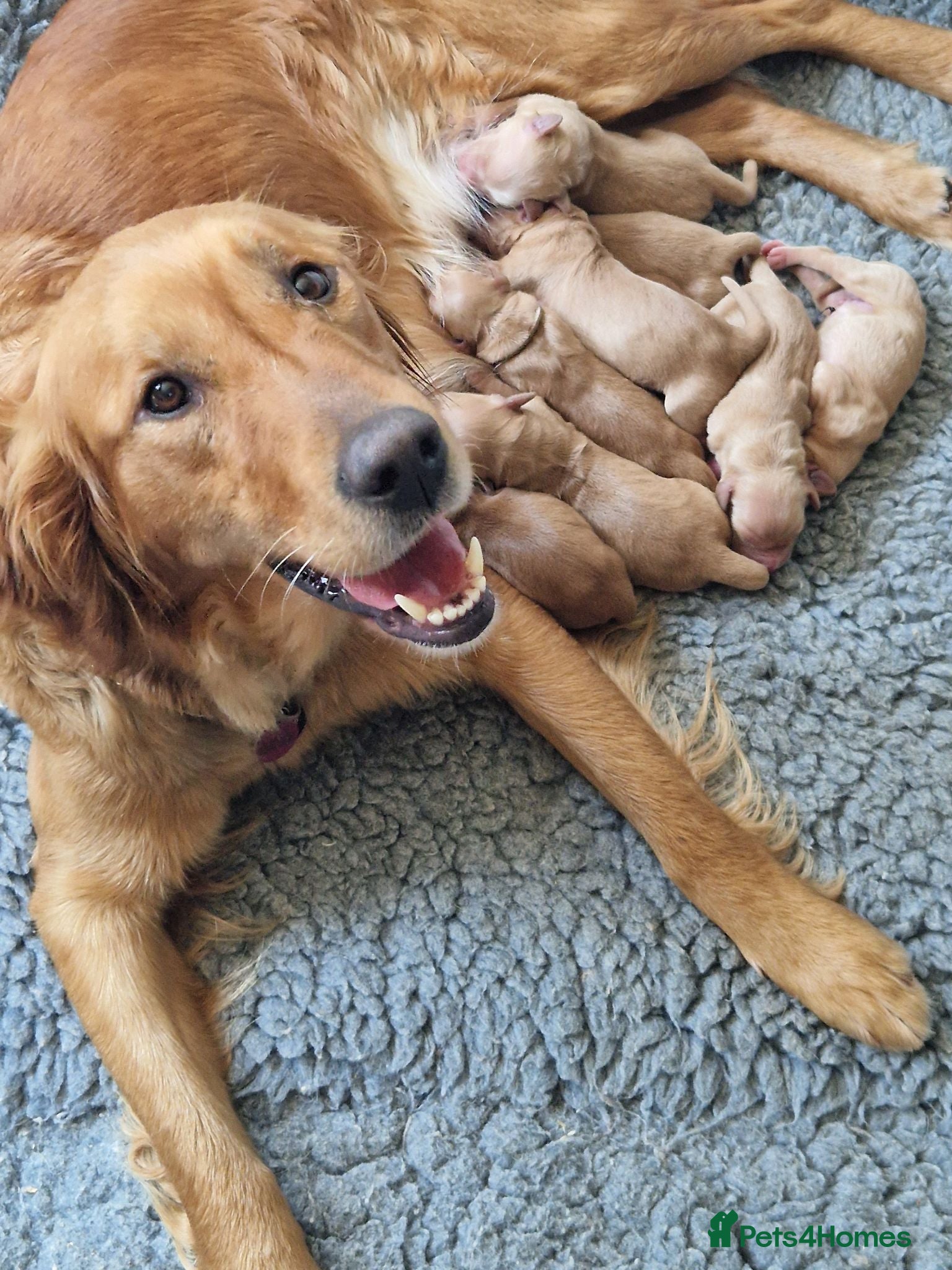 Golden Retriever dogs KC Golden Retriever litter - Advert 1