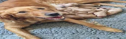 Golden Retriever dogs for sale: KC Golden Retriever litter - Advert 1