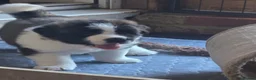 Mixed Breed dogs for sale: 4 beautiful saint burnard x akita puppies  - Advert 9