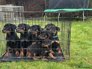 Rottweiler dogs Rottweiler Puppies KC Registered- Ready to Leave - Advert 2