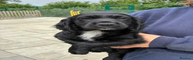 Cocker Spaniel 1