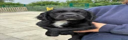 Cocker Spaniel dogs for sale: 5 Star Council Registered Cocker Spaniel Puppy - Advert 1