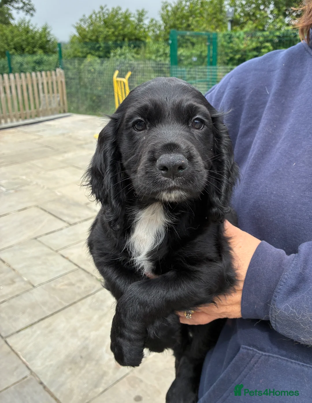 Cocker Spaniel dogs for sale: 5 Star Council Registered Cocker Spaniel Puppy - Advert 1