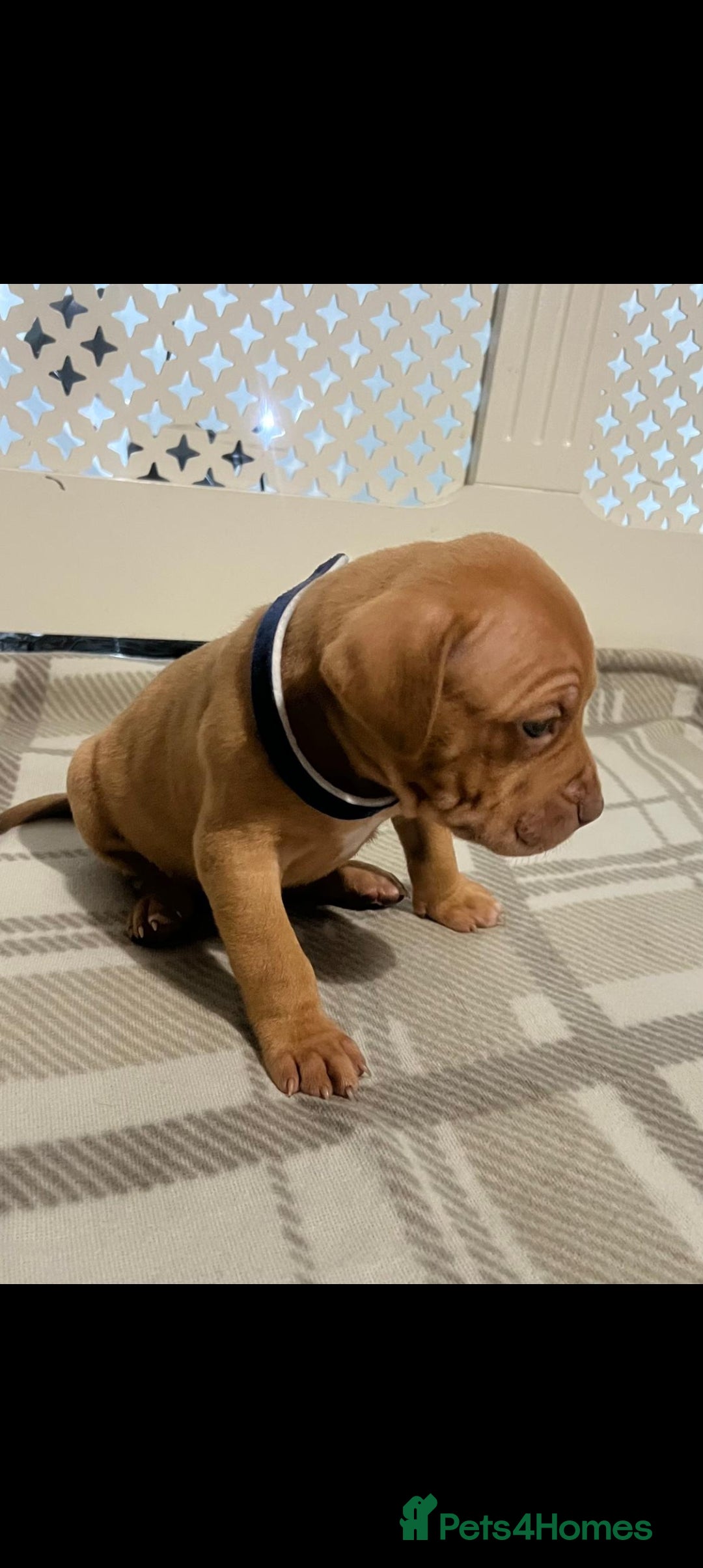 American Bulldog dogs for sale: American bulldogs puppies  - Advert 2