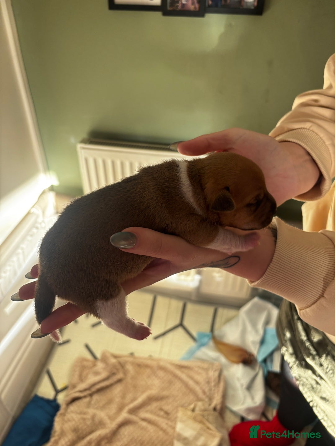 Plummer Terrier dogs for sale: 2 boys available  - Advert 5