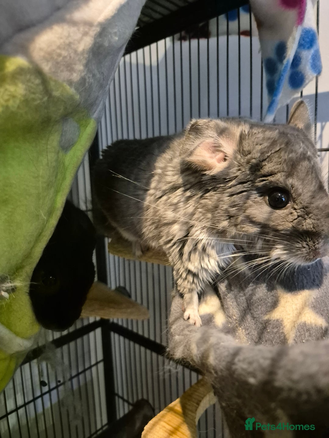 Chinchilla rodents for sale: Chinchillas - Image 4