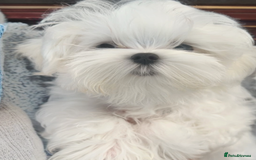 Maltese dogs for sale: Beautiful Korean Maltese puppies  - Image 8