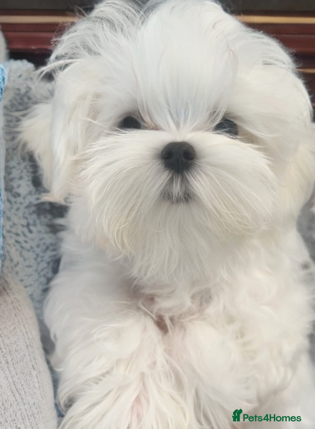 Maltese dogs for sale: Beautiful Korean Maltese puppies  - Image 8