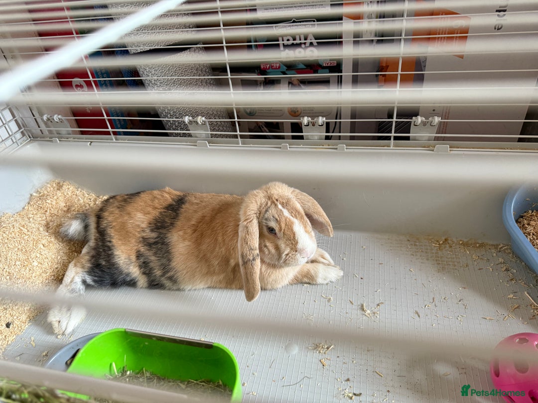 English Lop rabbits for sale: Bunny lop for sale - Image 3