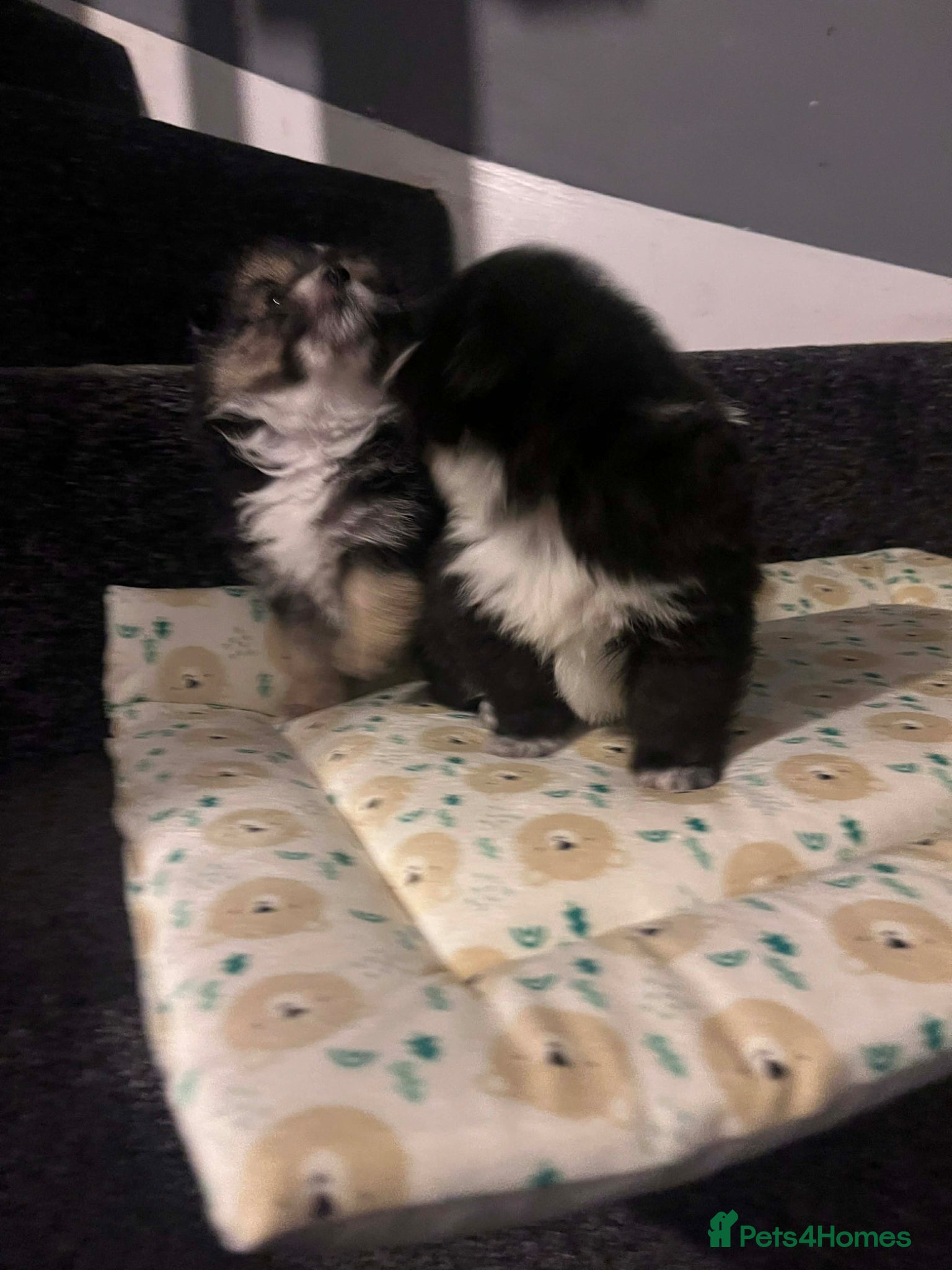 Maltipom dogs Maltese x Pomeranian Puppies - Advert 1