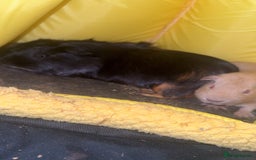 Guinea Pig rodents for sale: Make guinea pigs for sale  - Image 1