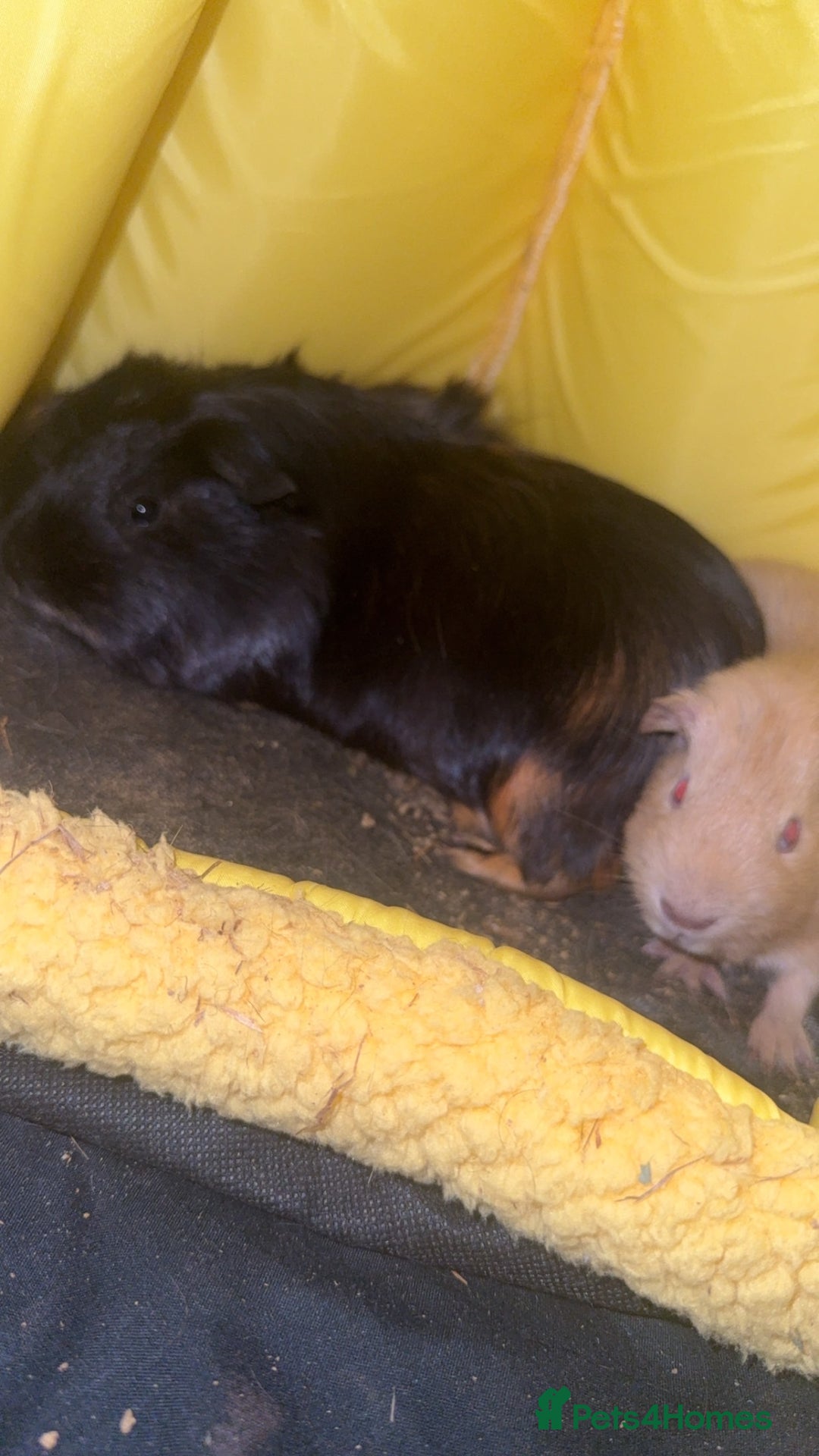 Guinea Pig rodents for sale: Make guinea pigs for sale  - Image 1