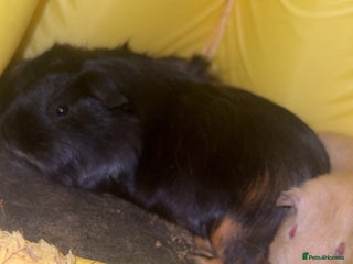 Guinea Pig rodents - Advert 36