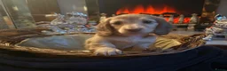 Miniature Dachshund dogs for sale: Champion Line KC Mini Longhair Dachshund Pups - Advert 6