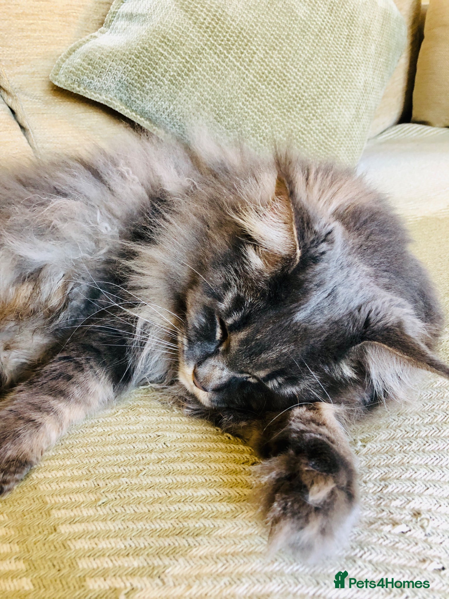 Maine Coon cats Blue Tabby Maine Coon Female  - Advert 6